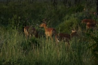 Several antelopes with impressive curved horns are grazing in a lush, green landscape. The tall grass and dense bushes surround them, creating a serene and natural habitat.
