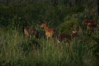 Several antelopes with impressive curved horns are grazing in a lush, green landscape. The tall grass and dense bushes surround them, creating a serene and natural habitat.