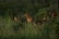 Several antelopes with impressive curved horns are grazing in a lush, green landscape. The tall grass and dense bushes surround them, creating a serene and natural habitat.