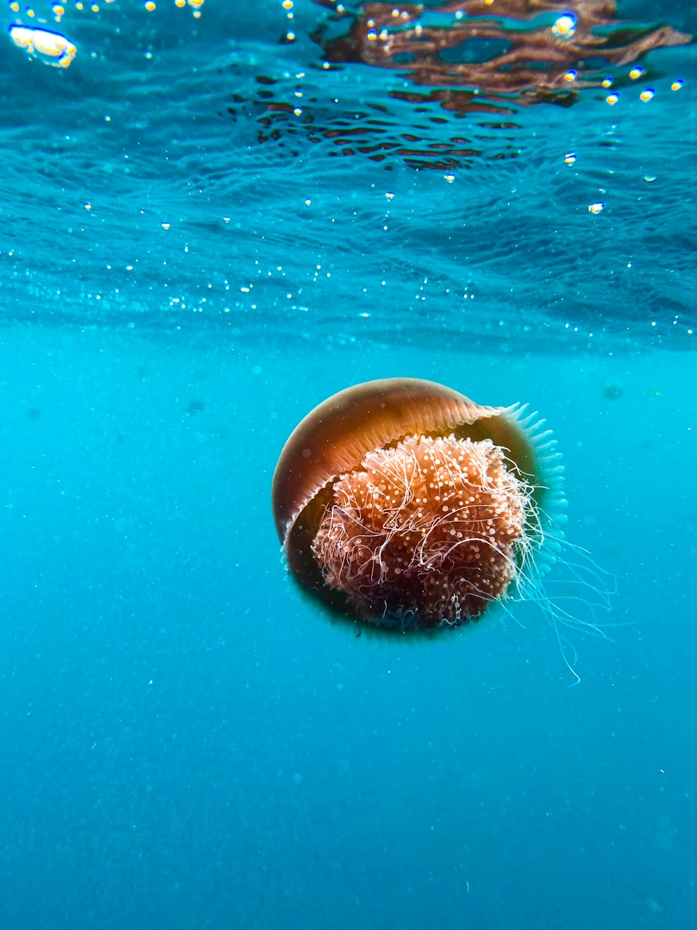 brown and white round ornament on blue water