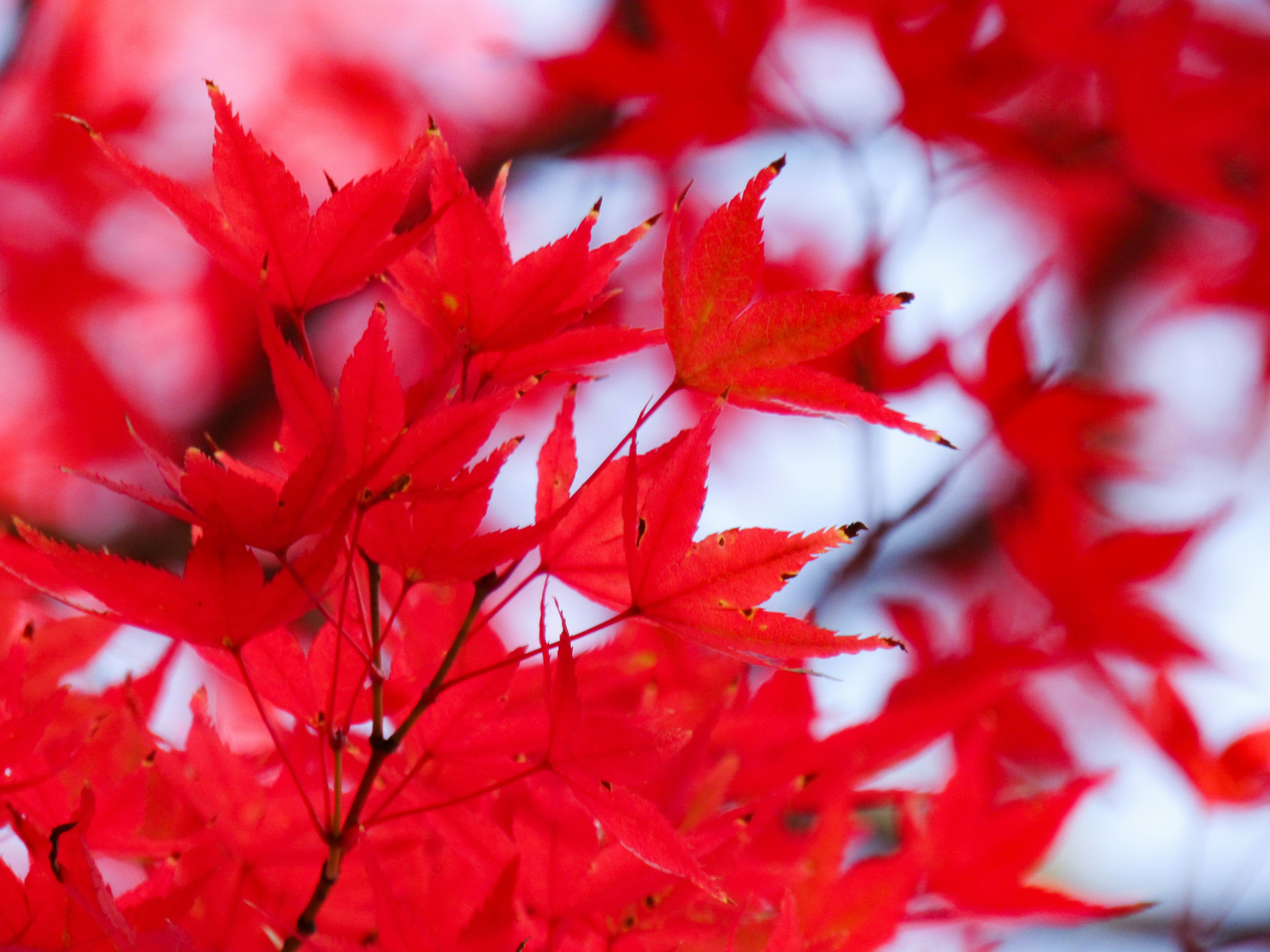 Red maple leaves in close up photography photo – Free Japan Image on ...