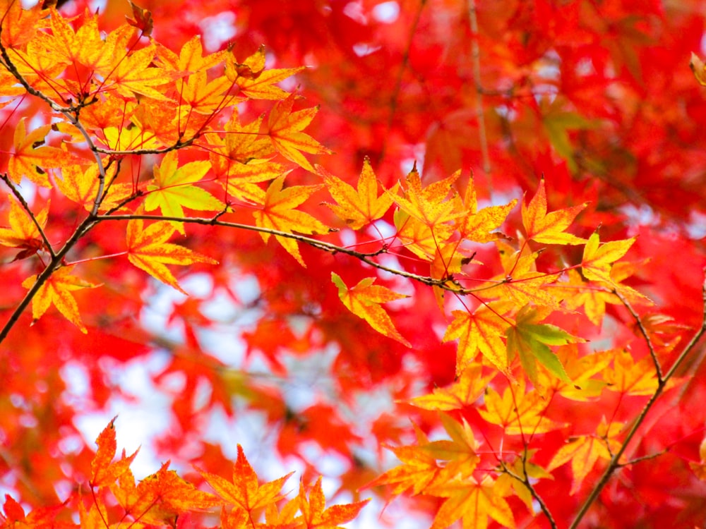 red and yellow maple leaves