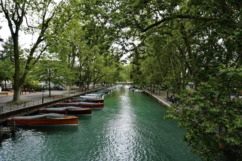 昼間の川沿いの緑の木々