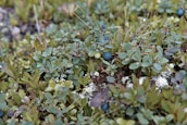 A dense cluster of small green plants with oval leaves grows closely together. Interspersed among the foliage are dark blue berries, suggesting an environment of forest undergrowth or wild vegetation. The backdrop includes patches of white lichen, adding texture to the scene.