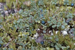 A dense cluster of small green plants with oval leaves grows closely together. Interspersed among the foliage are dark blue berries, suggesting an environment of forest undergrowth or wild vegetation. The backdrop includes patches of white lichen, adding texture to the scene.