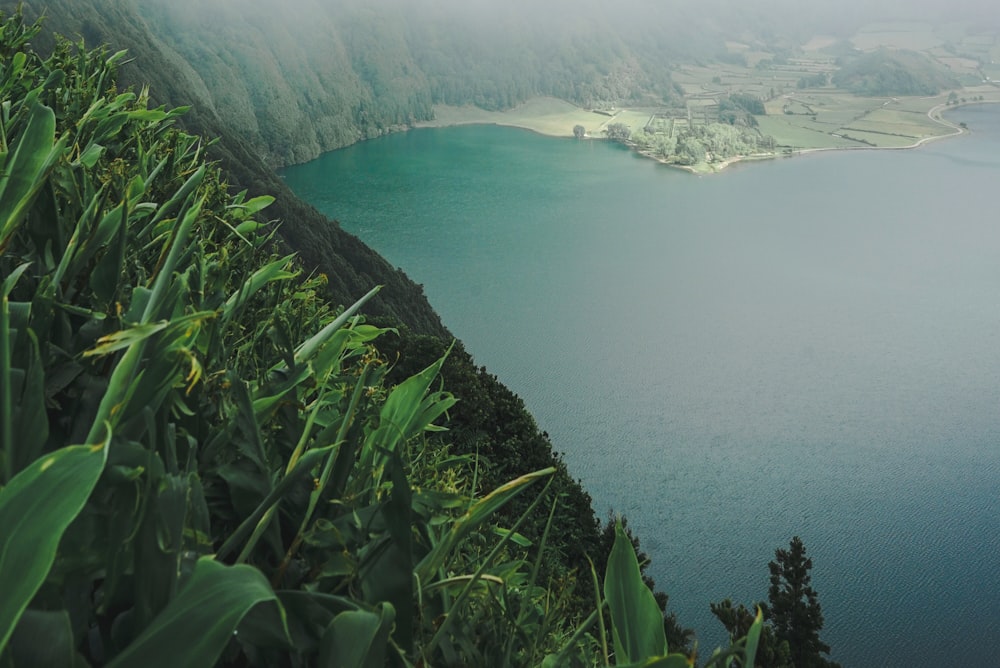 green grass near body of water during daytime