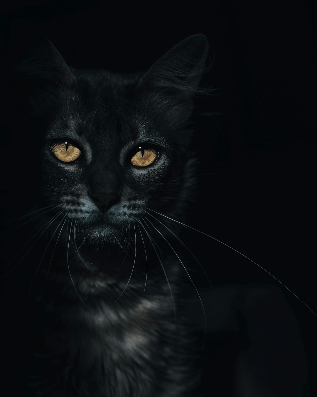 black cat with black background