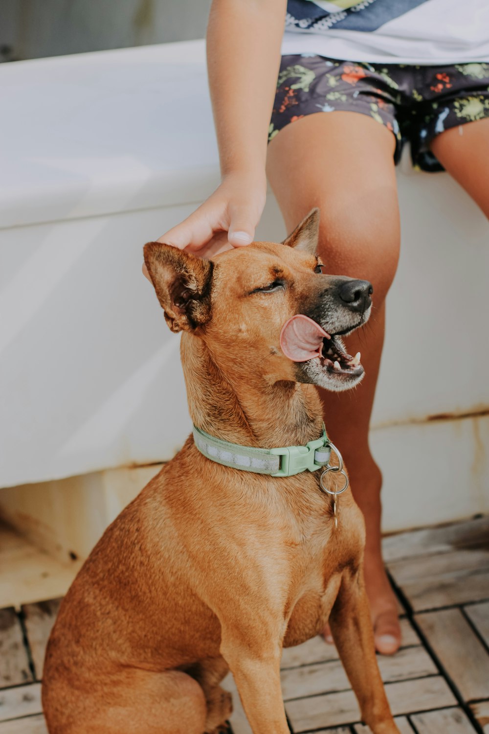 brown short coated dog with blue collar