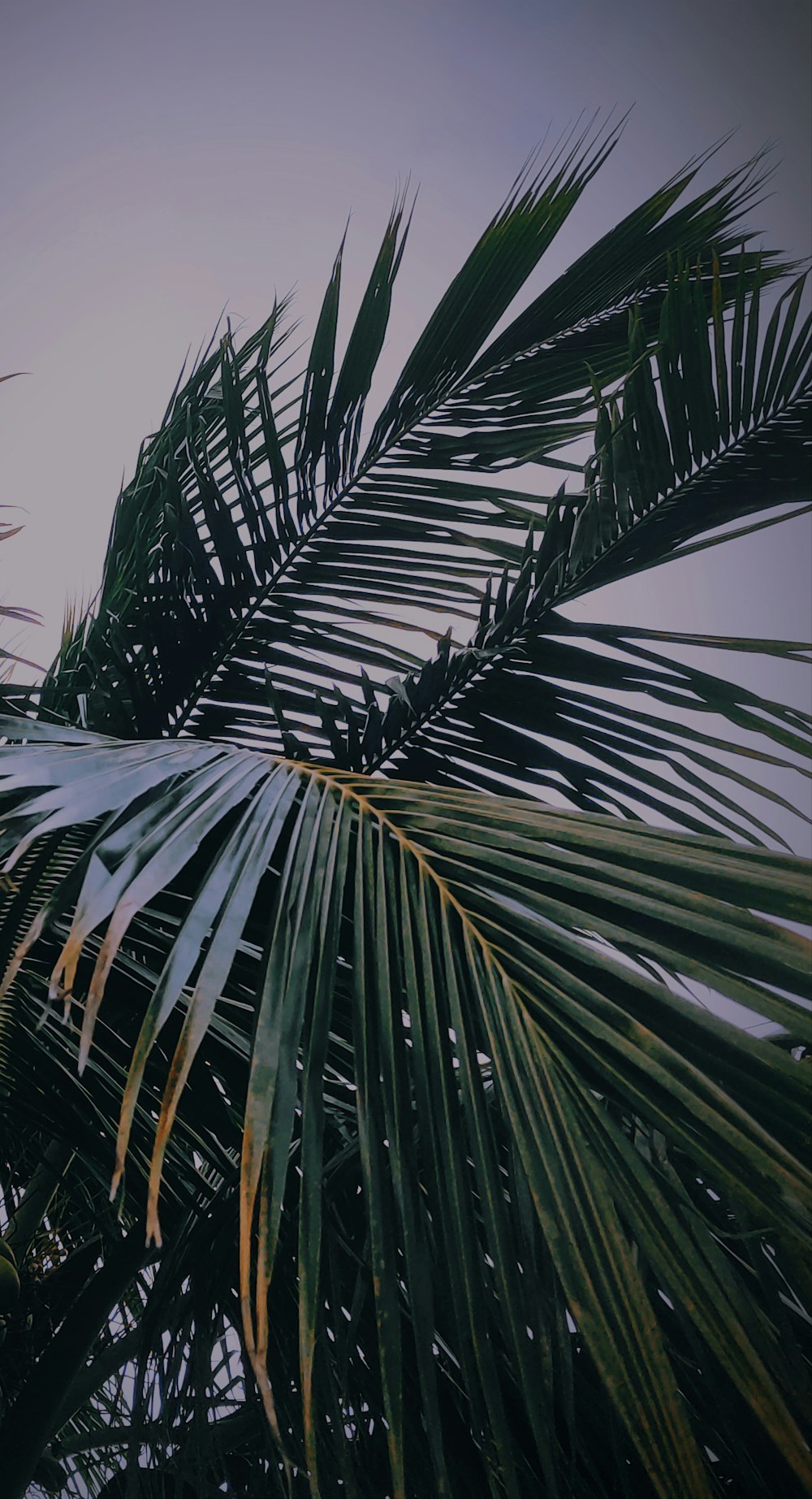 green palm tree under white sky during daytime