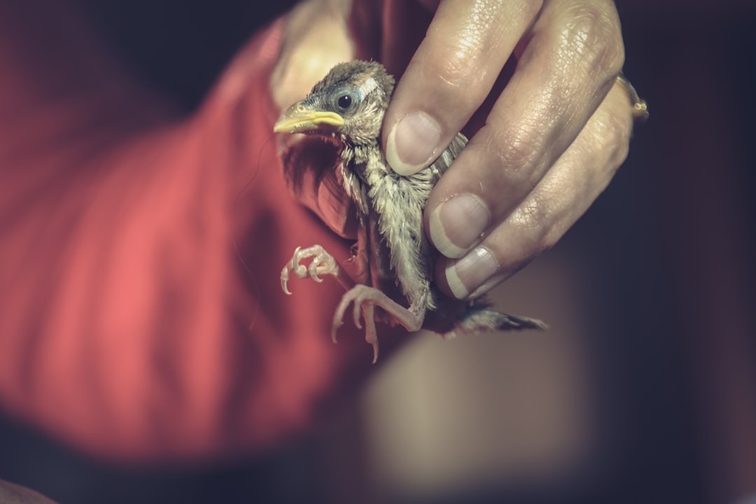 brown bird on persons hand