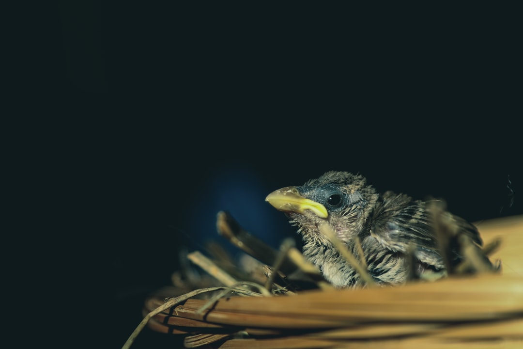 brown and black bird on brown plant