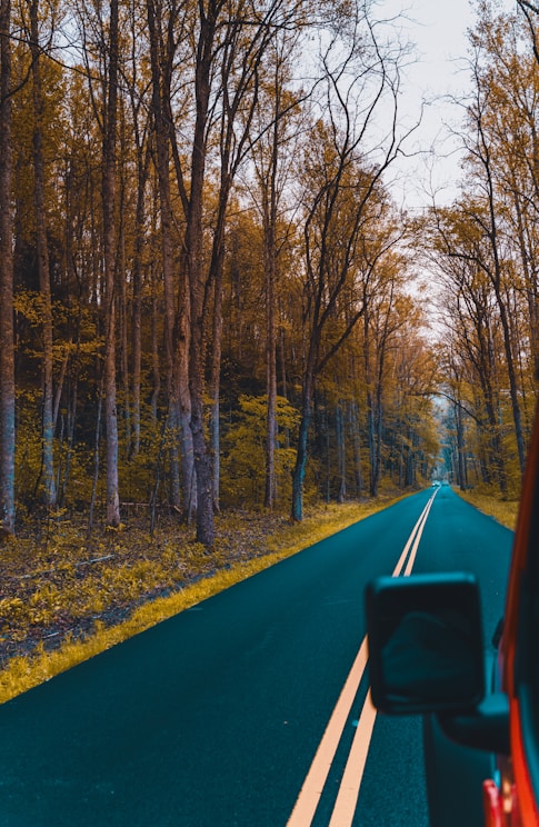 blue car on road between trees during daytime