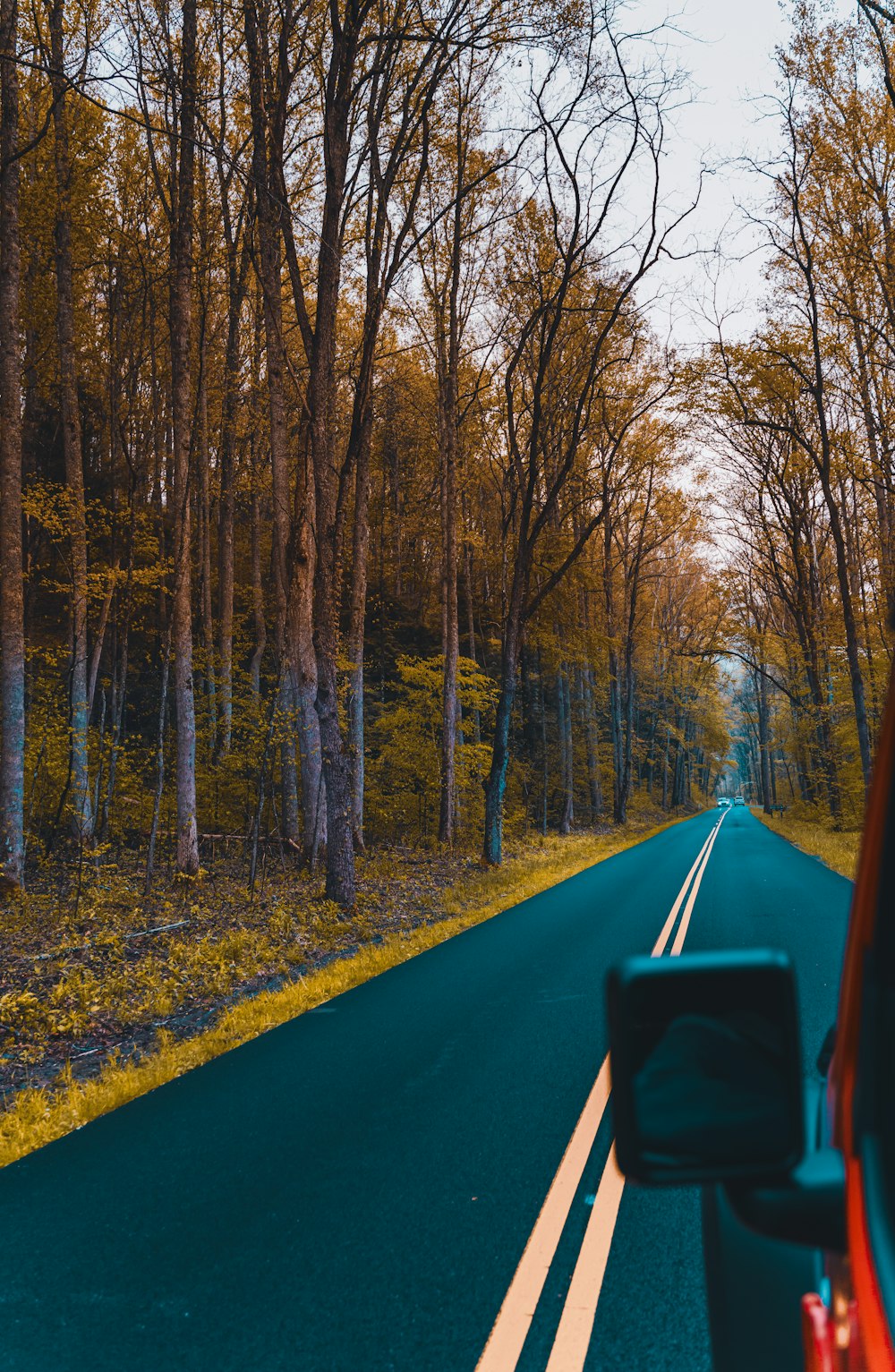 auto blu sulla strada tra gli alberi durante il giorno