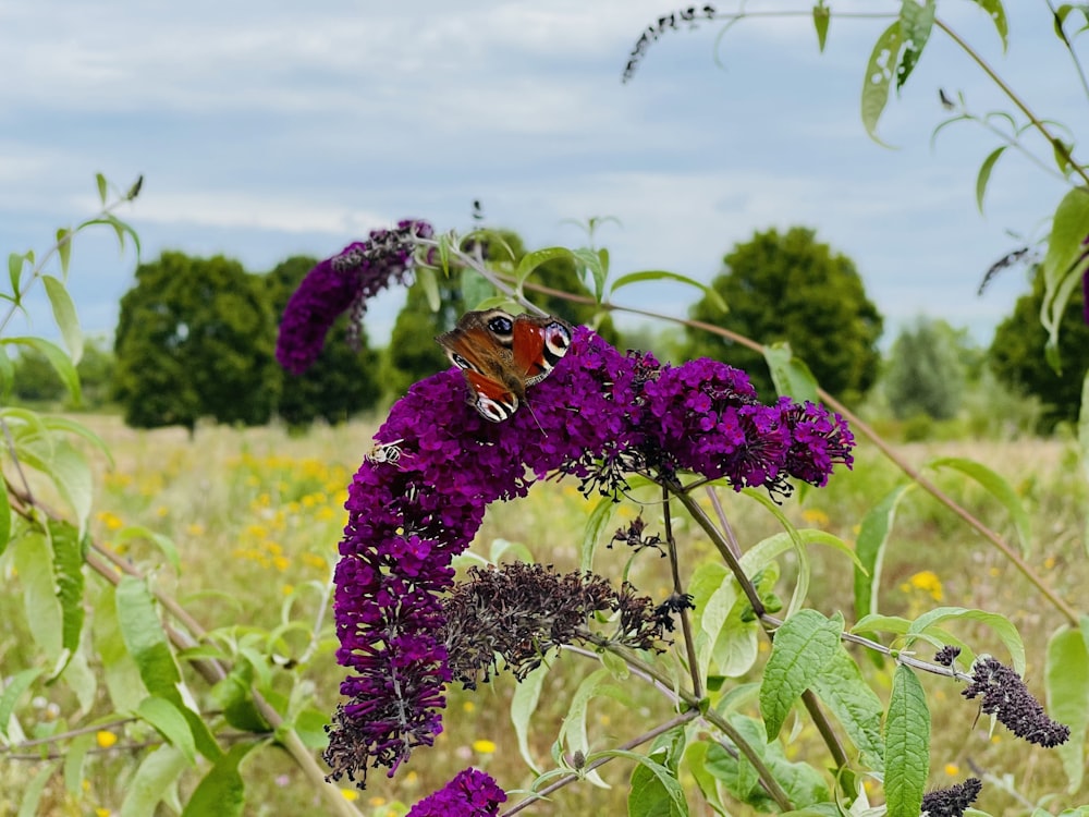 purple flower in the field