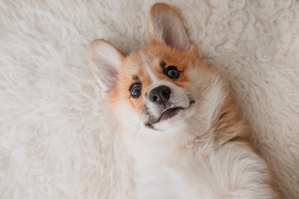 white and brown long coated dog lying on white textile