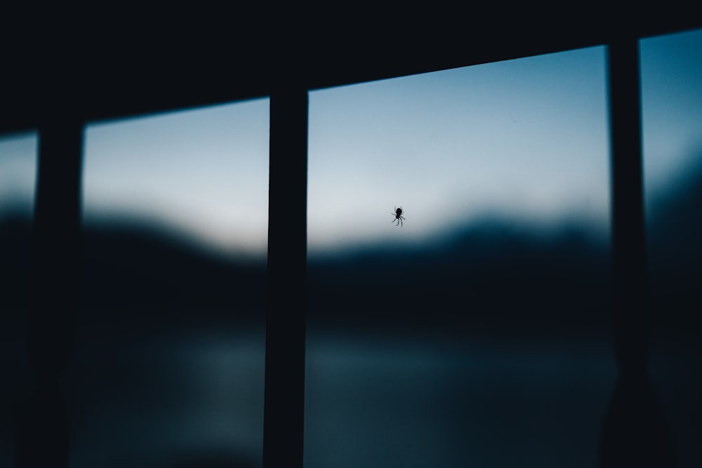 silhouette of bird flying over the lake during daytime