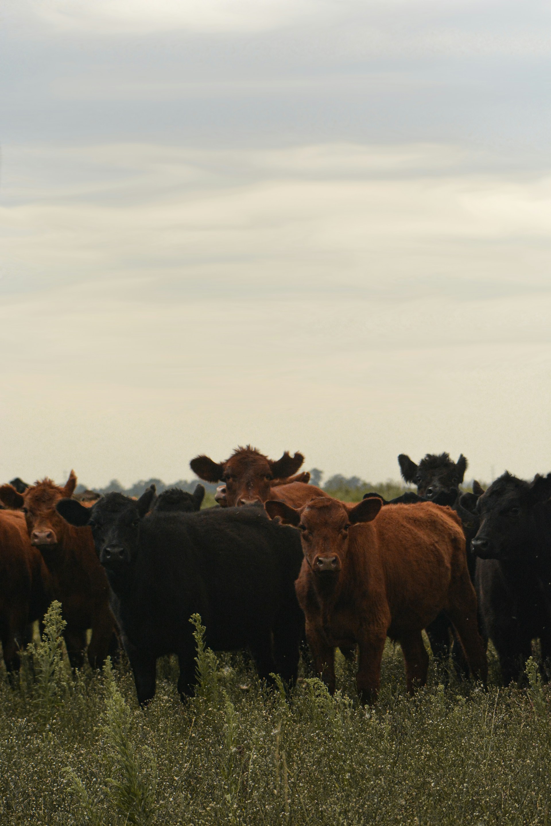 group of horses on green grass field during daytime