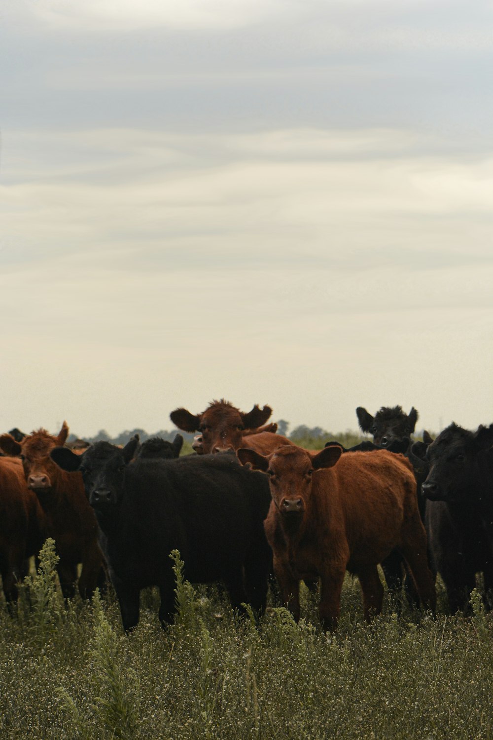 group of horses on green grass field during daytime