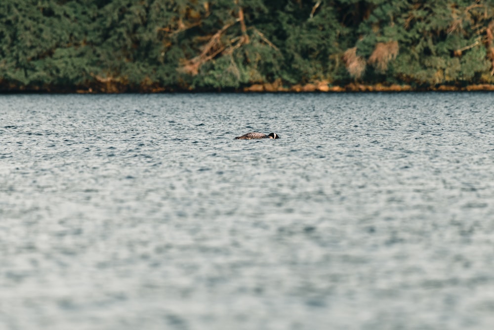 a bird floating on top of a body of water