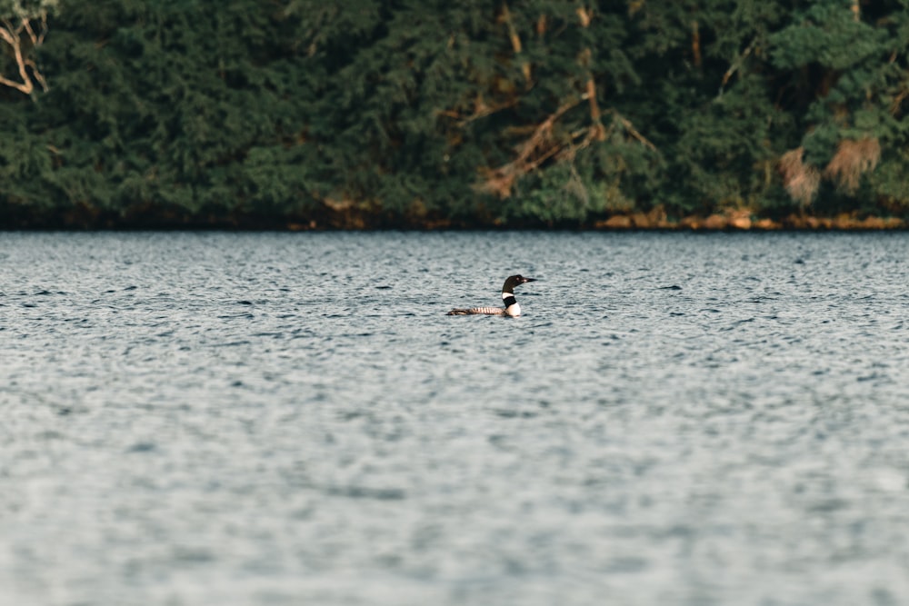 2 personas nadando en el lago durante el día