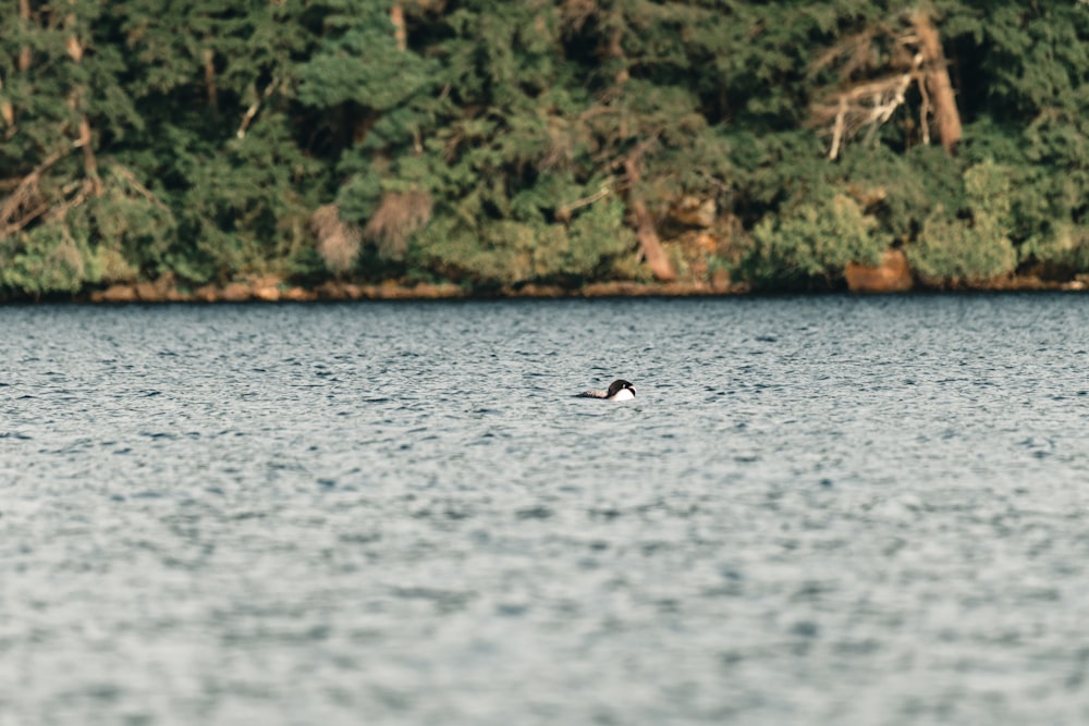 Cisne blanco en el cuerpo de agua durante el día