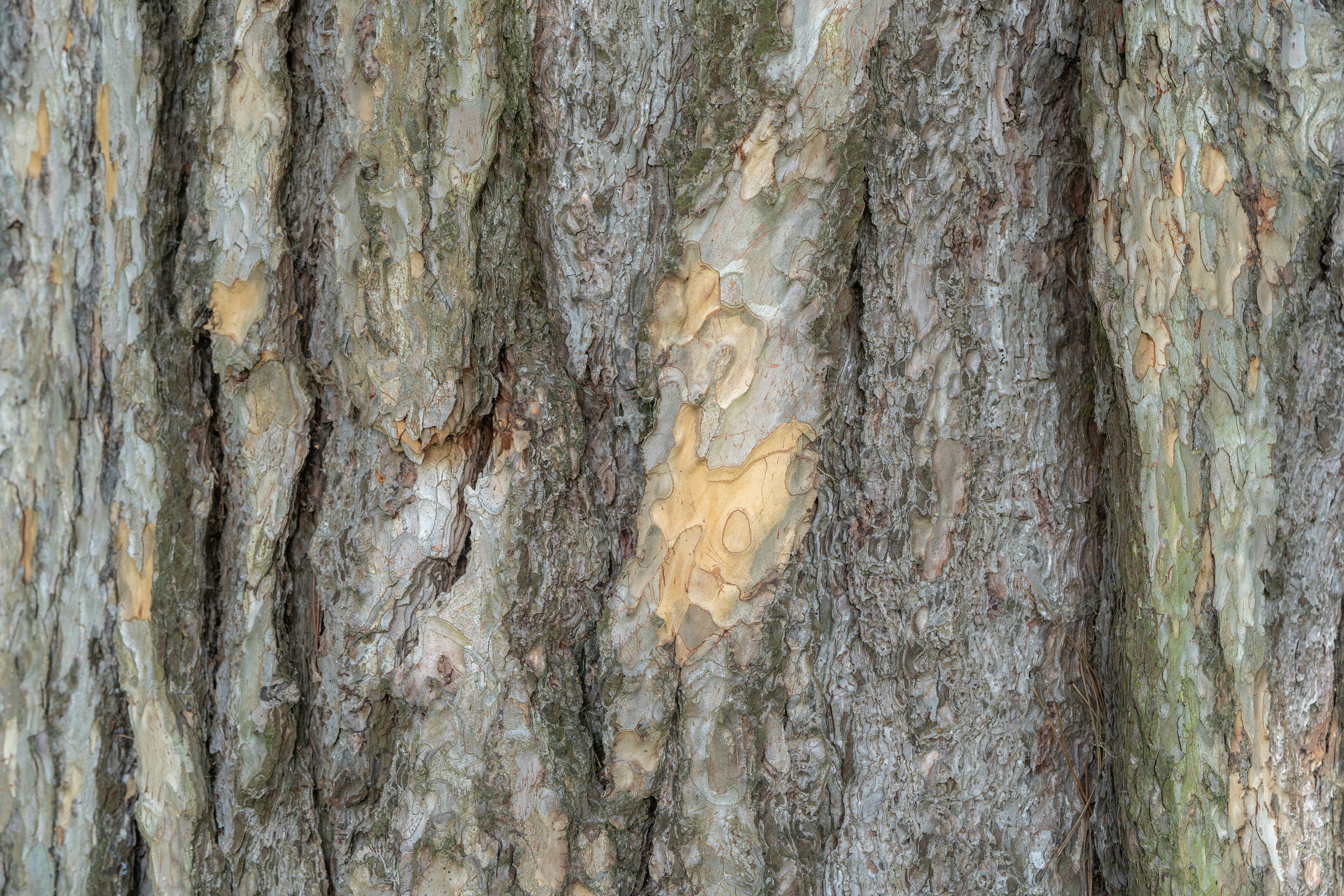 brown and white tree trunk