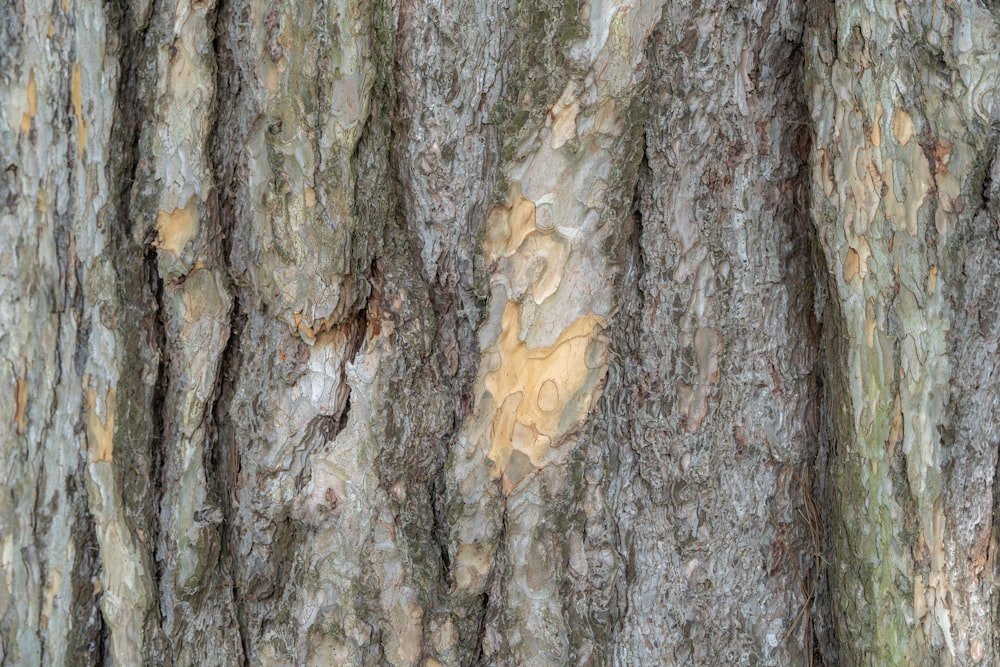 brown and white tree trunk