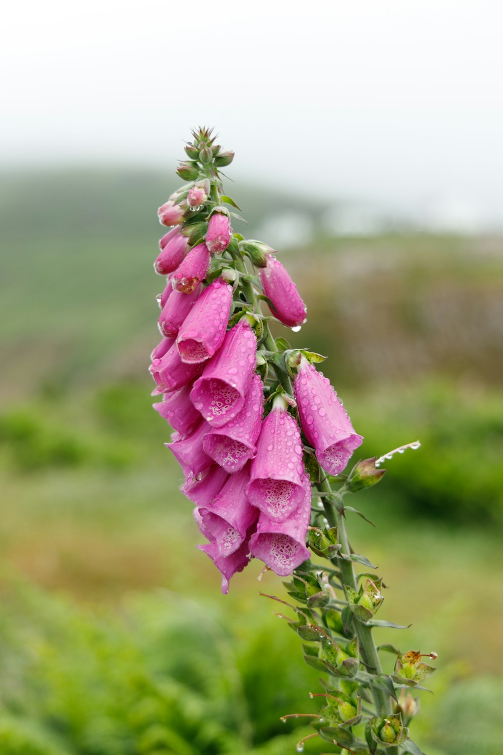 pink flower in tilt shift lens