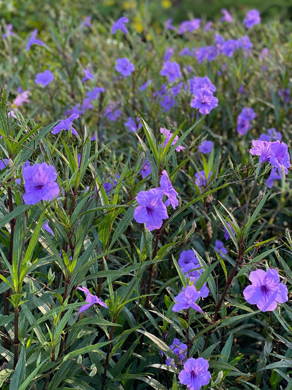 purple flowers in green grass field during daytime