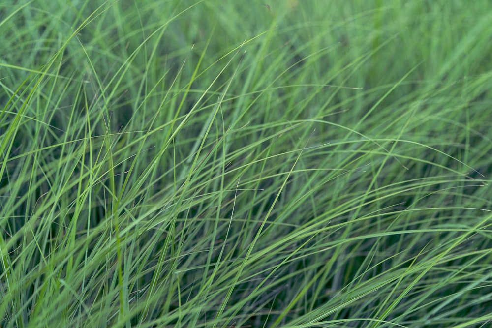 green grass field during daytime