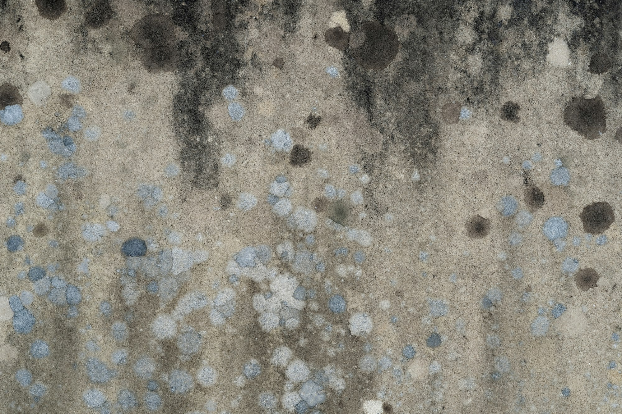 Lichen On Concrete