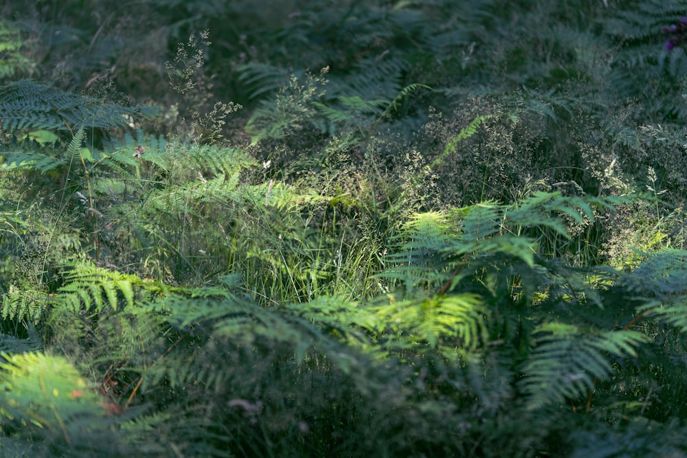 green grass field during daytime