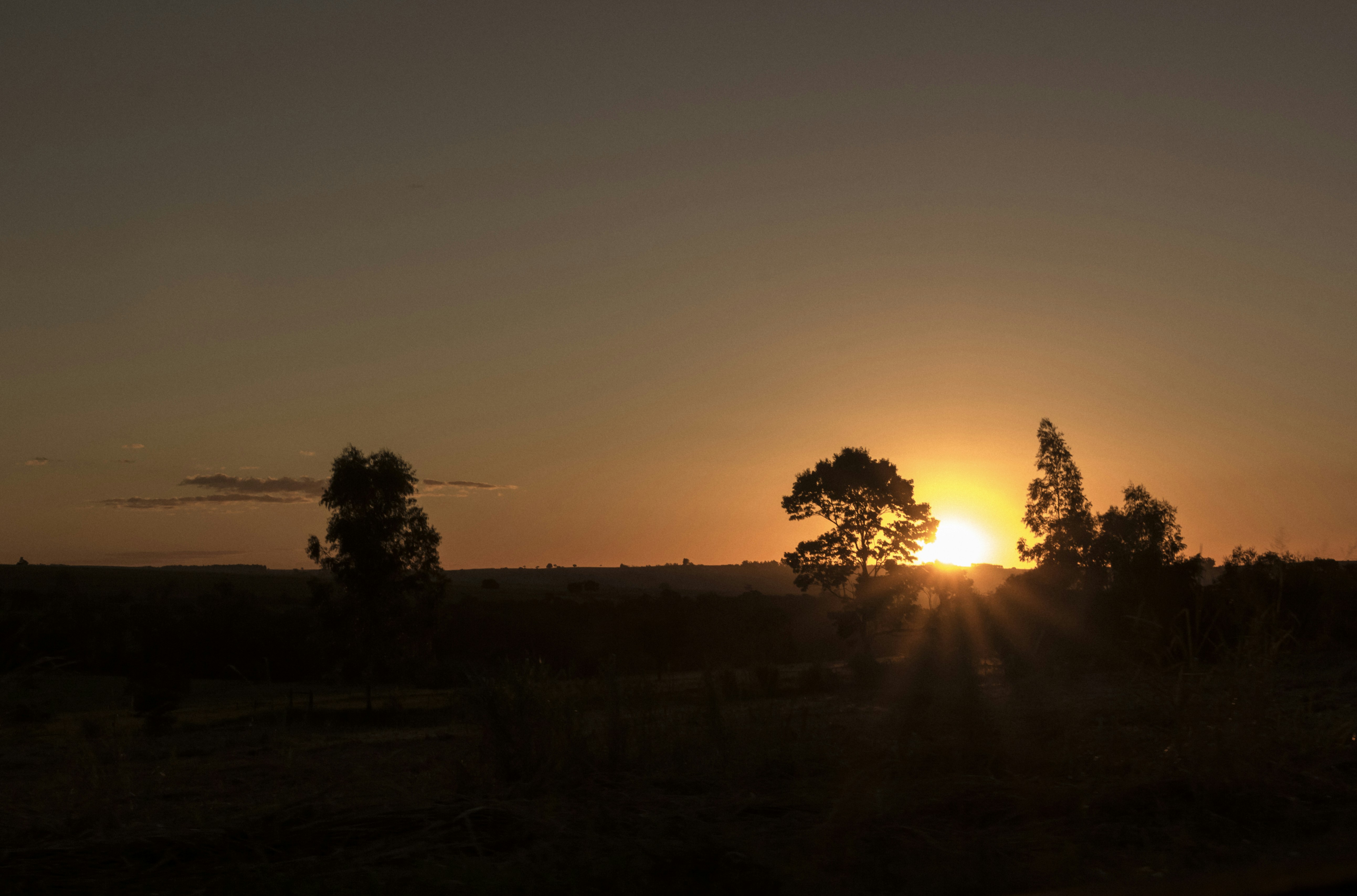 Sunset contrast between trees with orange sky