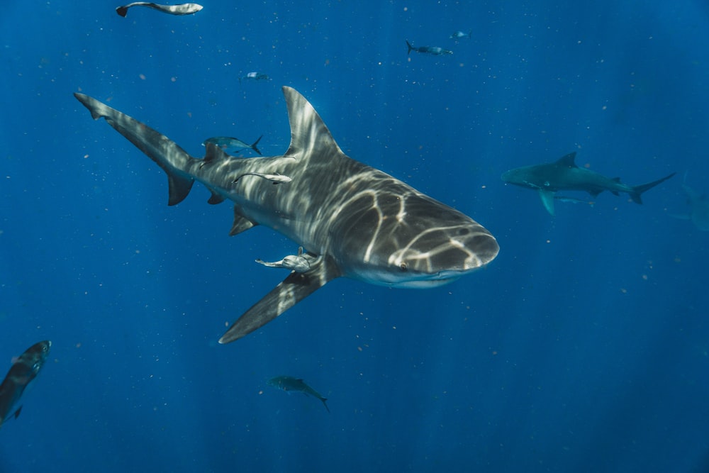 grey shark in water during daytime