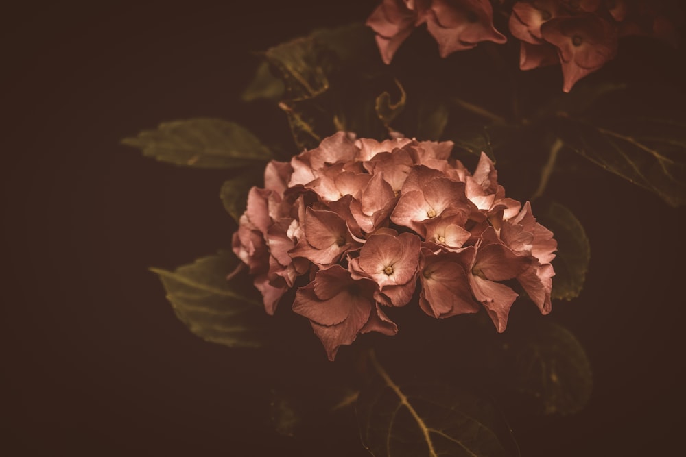 white and brown flower in close up photography