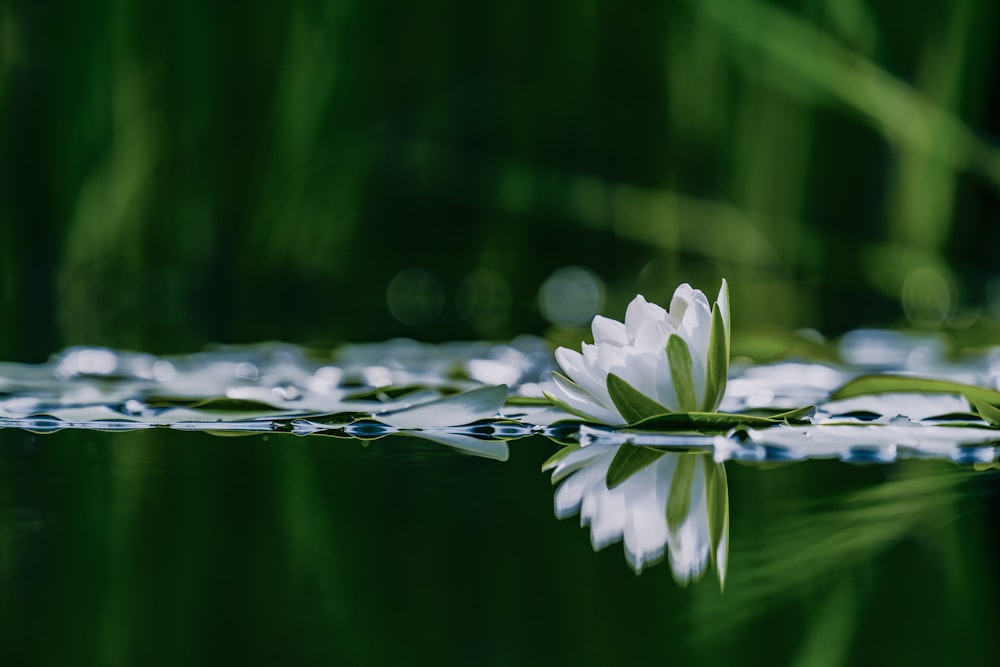 white water lily in bloom during daytime