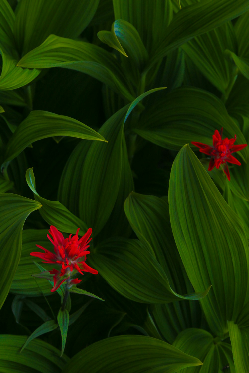 rote Blüte mit grünen Blättern