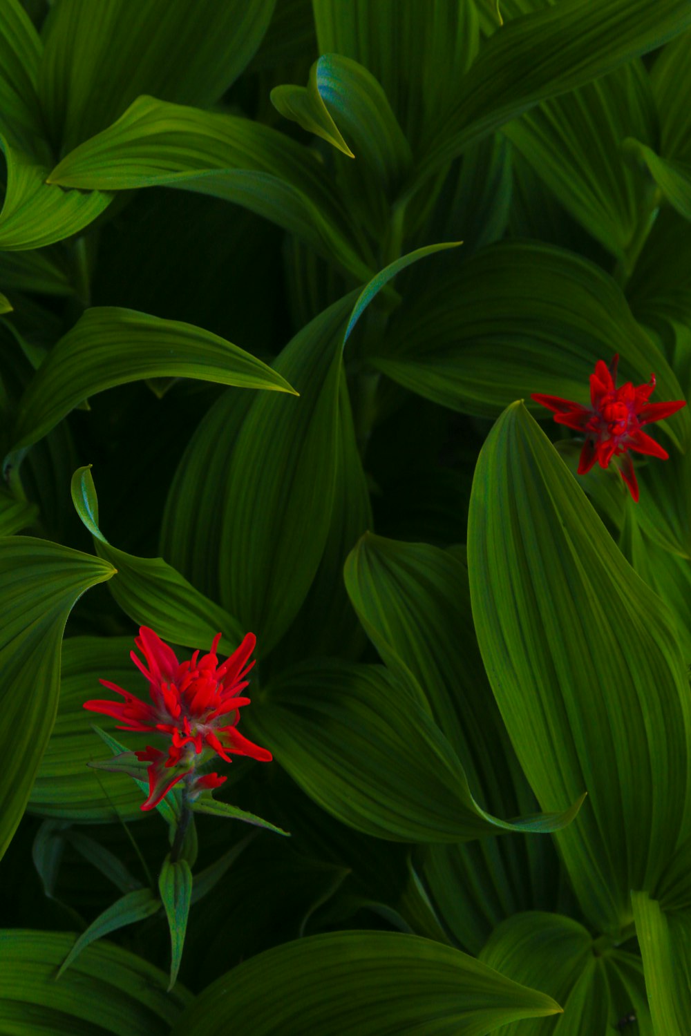 red flower with green leaves