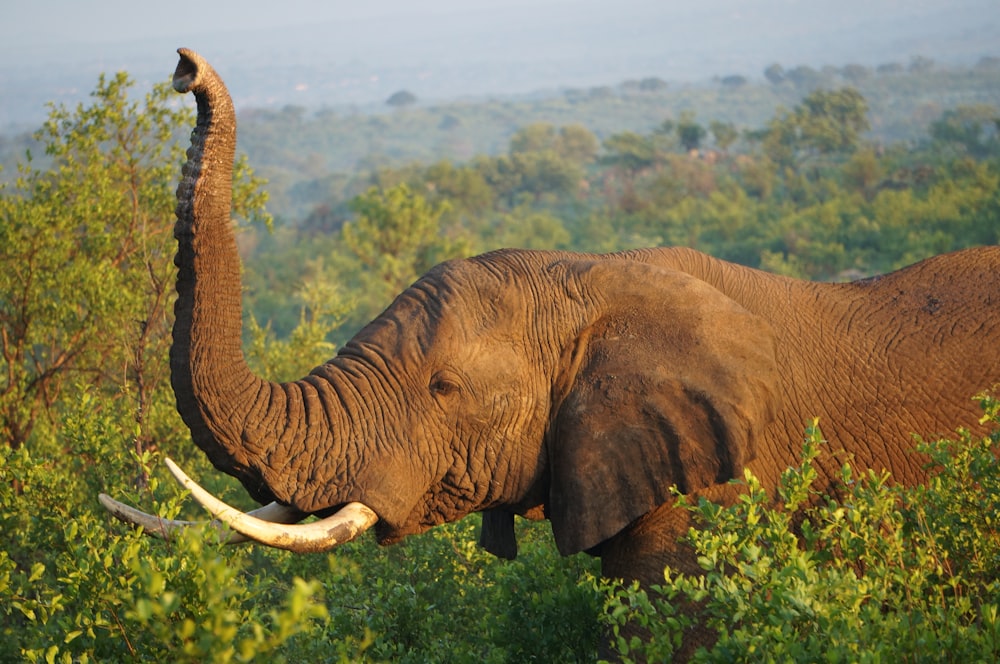 brown elephant on green grass field during daytime