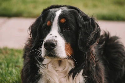 A warm portrait of Petra with her Bernese Mountain Dog Kira in a cozy home setting.