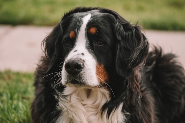 Proud bernedoodle parents posing calmly in a natural outdoor setting with gentle light.