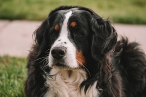 A close-up portrait of a Bernese Mountain Dog with distinct black, white, and brown fur. The dog is looking attentively with a calm and gentle expression, set against a blurred background of grass and a walkway.