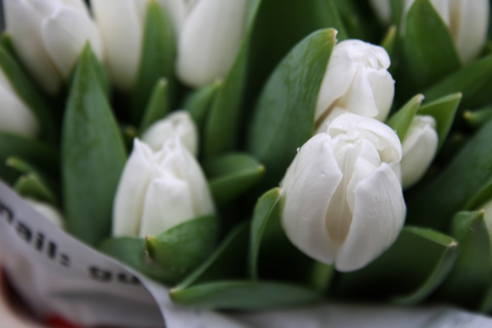 a bouquet of white tulips sitting on top of a table