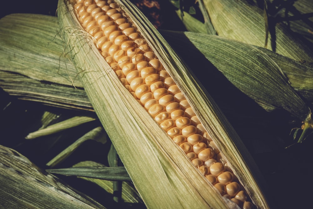 corn plant in close up photography