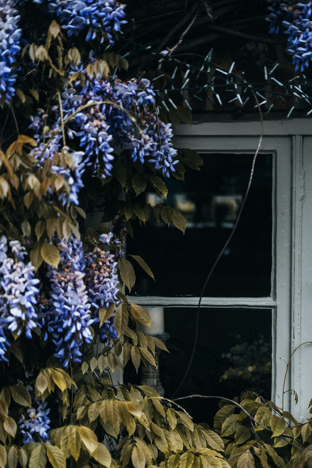 blaue und weiße Blumen auf weißem Holzfenster
