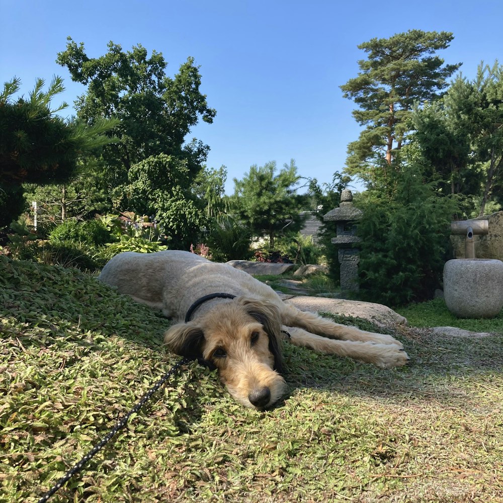 brown short coated dog lying on green grass during daytime