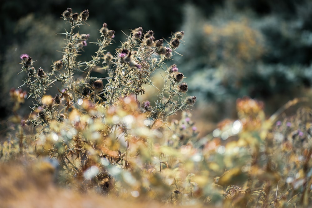 white and brown flowers in tilt shift lens