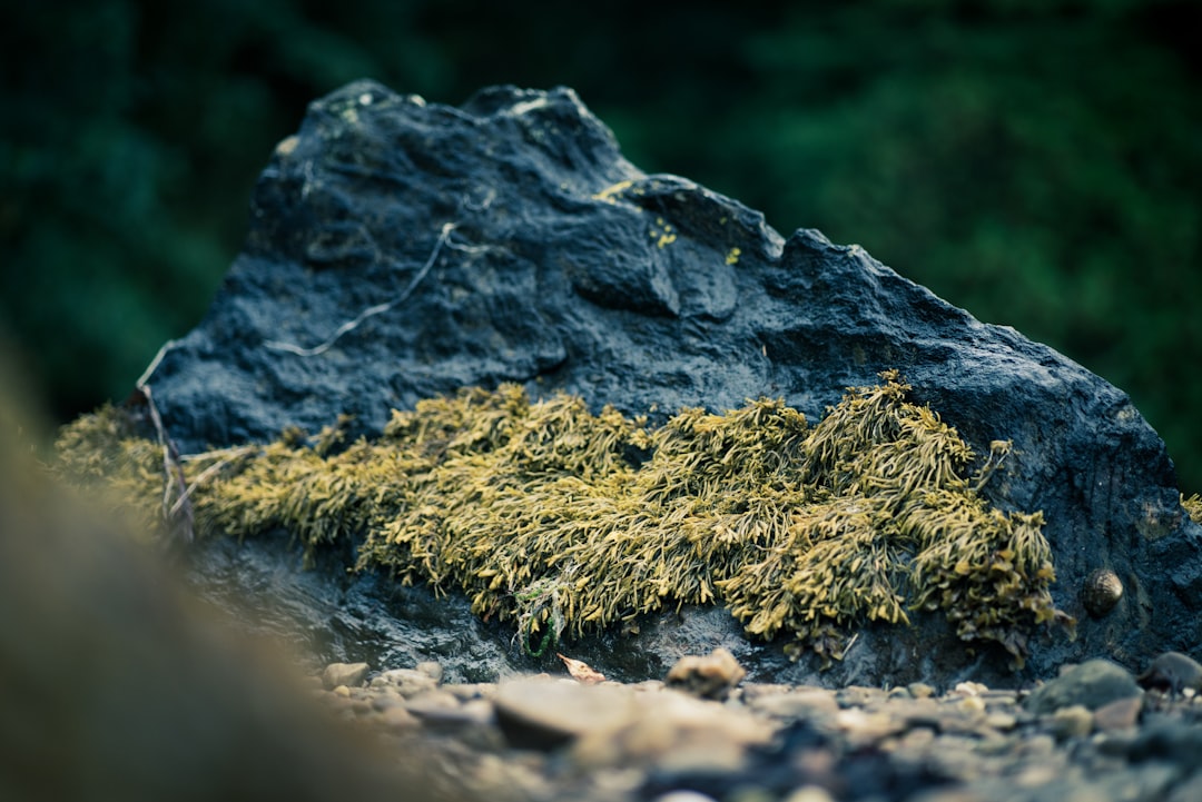 brown and black rock on water