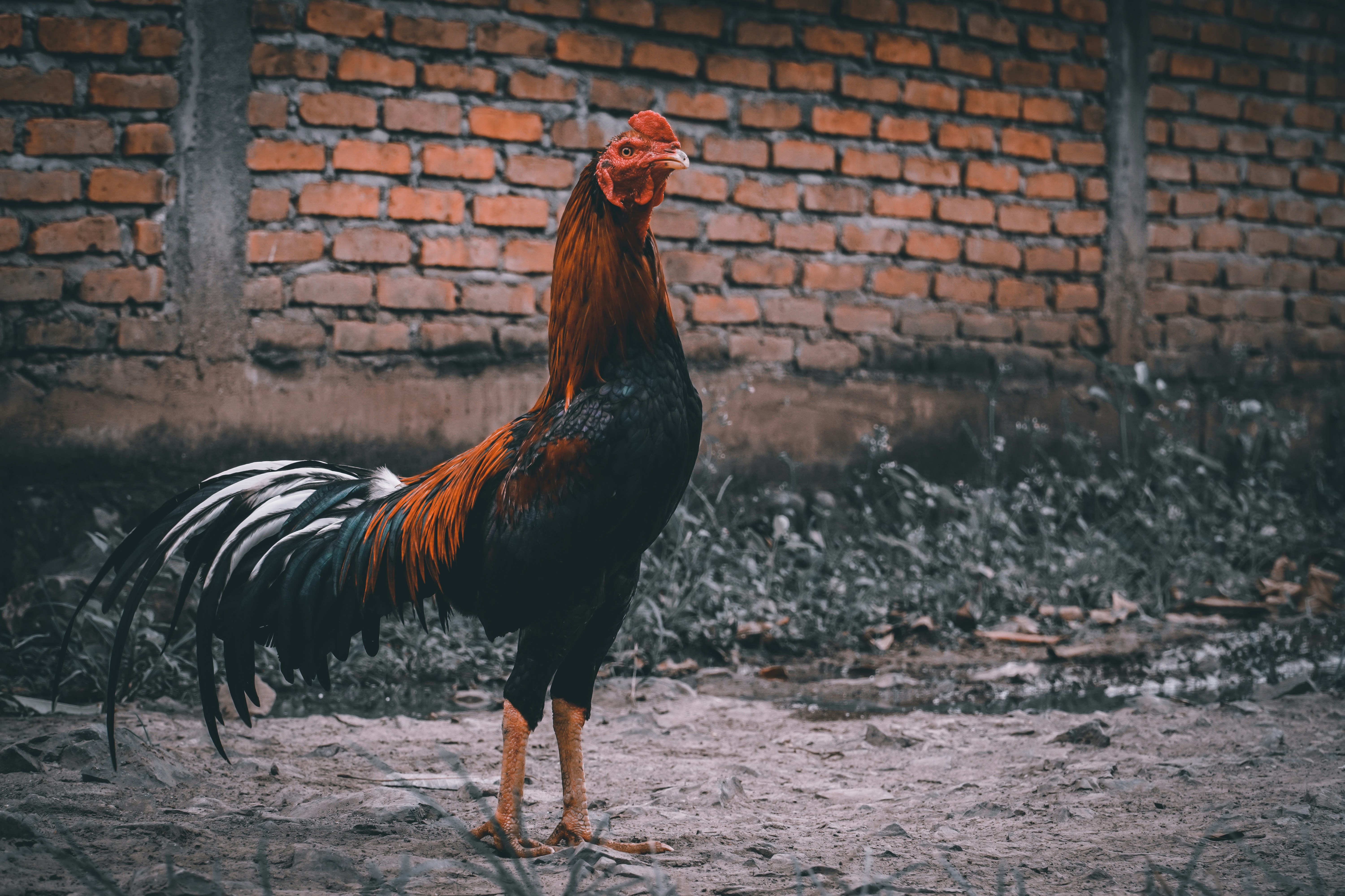 brown and black rooster walking on gray sand during daytime