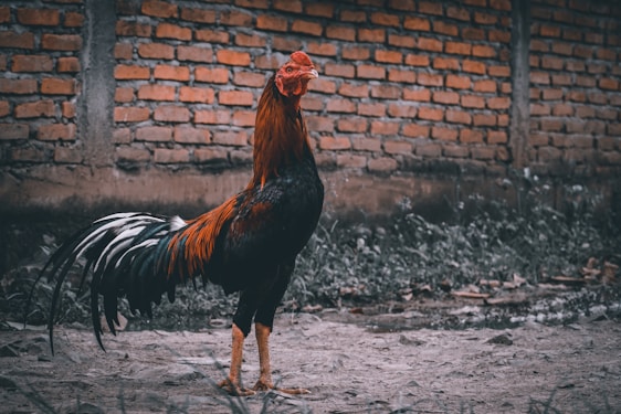 brown and black rooster walking on gray sand during daytime